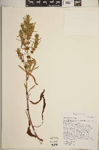 Rumex fueginus image