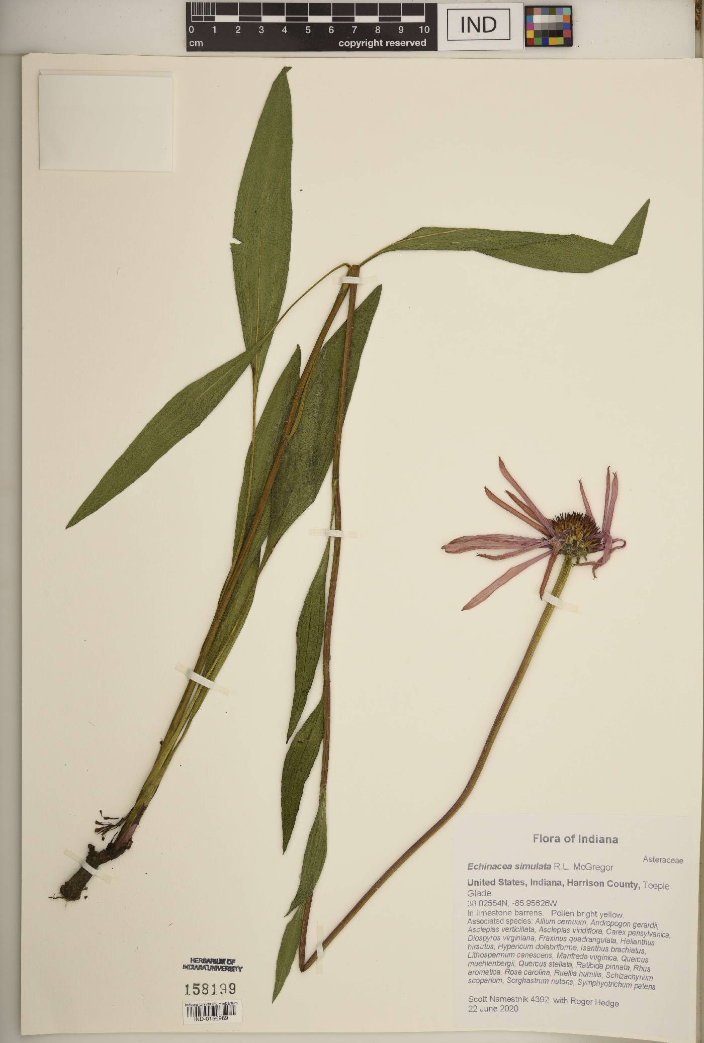 Echinacea simulata image