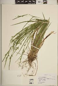 Carex gracilescens image