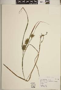 Carex louisianica image