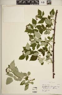 Rubus occidentalis image