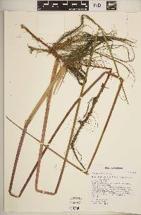 Juncus militaris image