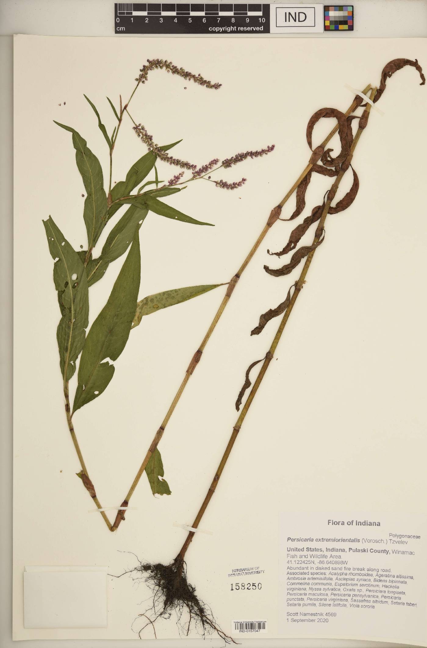 Persicaria extremiorientalis image