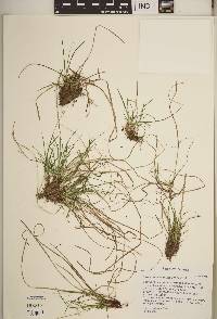 Carex umbellata image