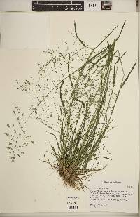 Poa sylvestris image