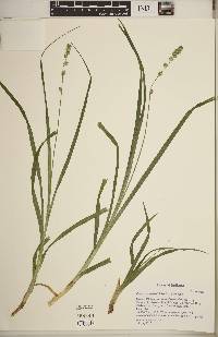 Carex sparganioides image