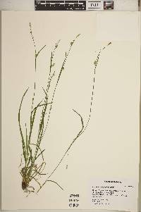 Carex gracilescens image