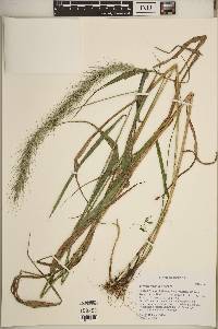 Elymus riparius image