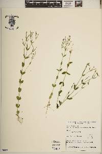 Centaurium pulchellum image