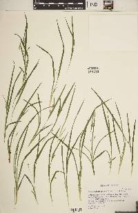 Carex cumberlandensis image