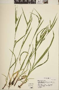 Carex grisea image