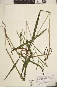 Paspalum pubiflorum image