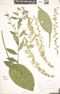 Solidago patula image