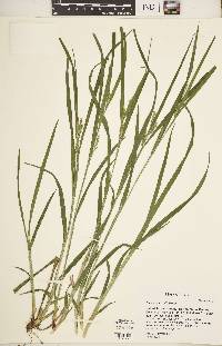 Carex grisea image