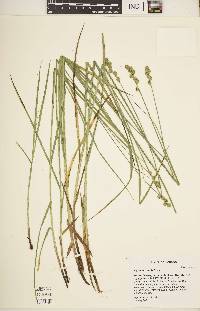 Carex normalis image