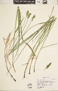 Carex normalis image