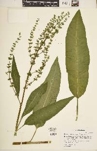 Rumex altissimus image