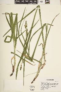 Carex shortiana image