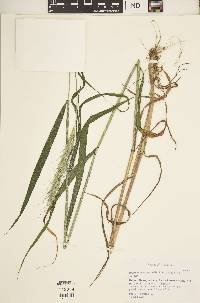 Elymus macgregorii image