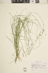 Carex radiata image