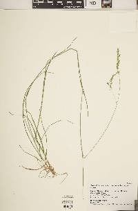 Poa saltuensis image