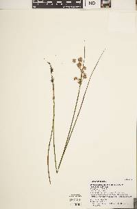 Juncus nodosus image