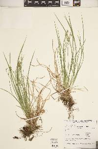 Carex communis var. communis image