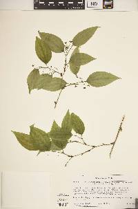 Smilax tamnoides image