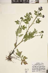 Phacelia bipinnatifida image