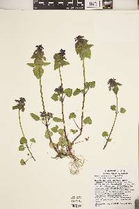 Lamium purpureum image