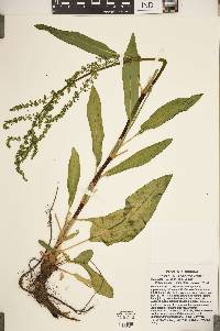 Rumex altissimus image