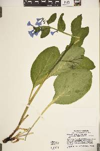 Mertensia virginica image