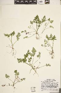 Chaerophyllum procumbens image