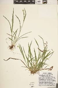 Carex gracilescens image