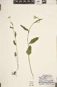 Cardamine bulbosa image