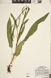 Rumex altissimus image