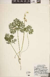 Dicentra cucullaria image