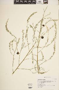 Asparagus officinalis image