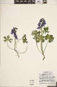 Delphinium tricorne image