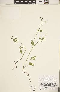 Chaerophyllum procumbens image