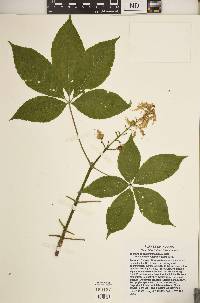 Aesculus glabra var. glabra image