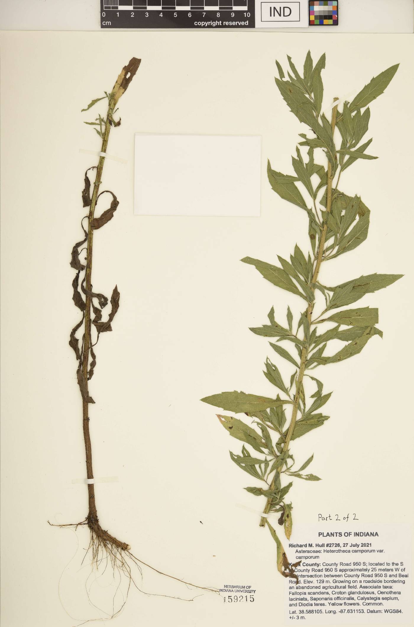 Heterotheca camporum var. camporum image