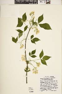 Staphylea trifolia image