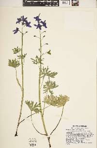 Delphinium tricorne image