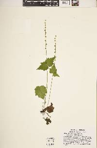 Mitella diphylla image