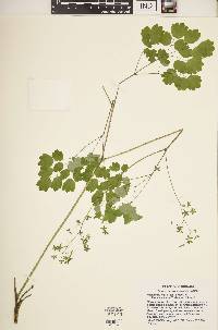 Thalictrum dioicum image