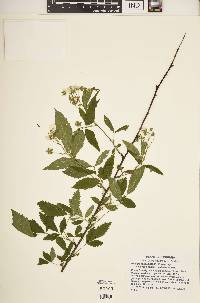 Rubus argutus image