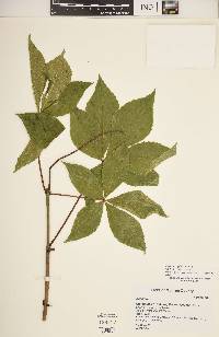 Aesculus glabra image