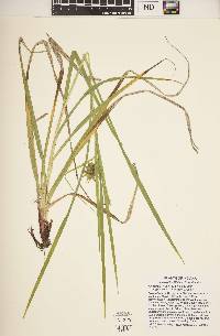 Carex grayi image