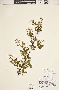 Rubus argutus image